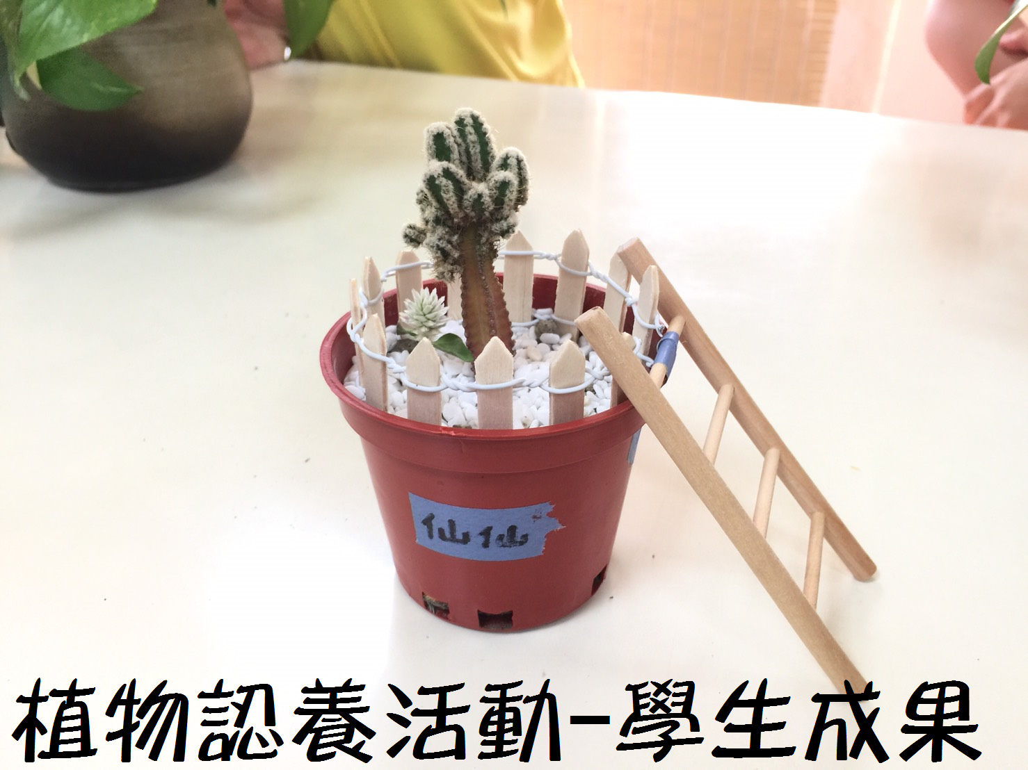 學生用心幫領養的植物布置